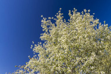 İlkbaharda meyve ağaçları ve tomurcukları
