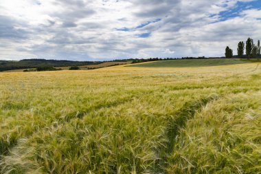 Çavdar ekimi hasat zamanından hemen önce, Batı Bohemya, Çek Cumhuriyeti