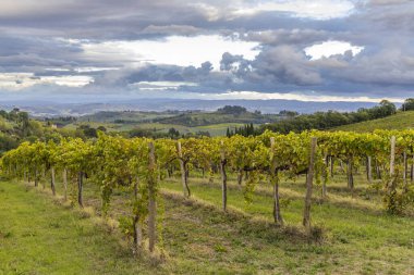 San Gimignano yakınlarındaki üzüm bağı, Toskana, İtalya