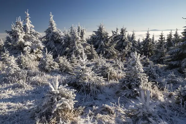 Paisaje Invernal Cerca Velka Destna Montañas Orlicke Bohemia Oriental República —  Fotos de Stock