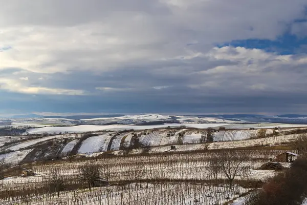 Viña Invierno Cerca Mutenice Moravia Del Sur República Checa — Foto de Stock