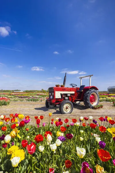 Field Tulips Old Tractor Keukenhof Netherlands — Stock fotografie