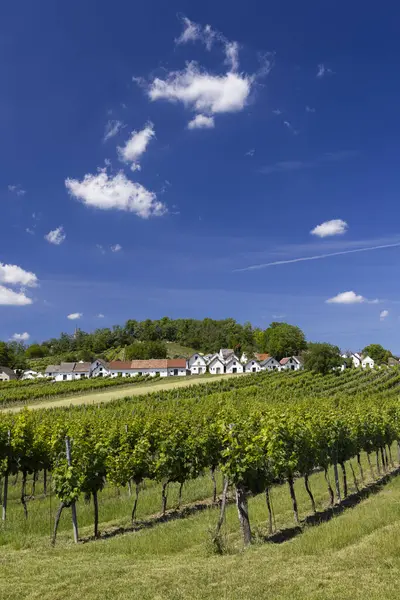 Traditional Wine Cellars Vineyard Galgenberg Wildendurnbach Lower Austria Austria — Stock Fotó