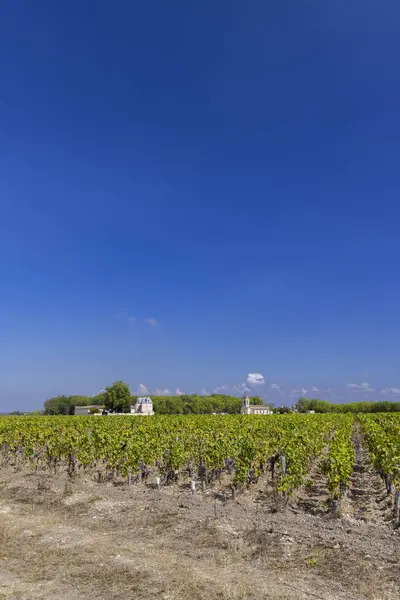 Vingårder Nær Margaux Chateau Margaux Bordeaux Aquitaine Frankrike – stockfoto