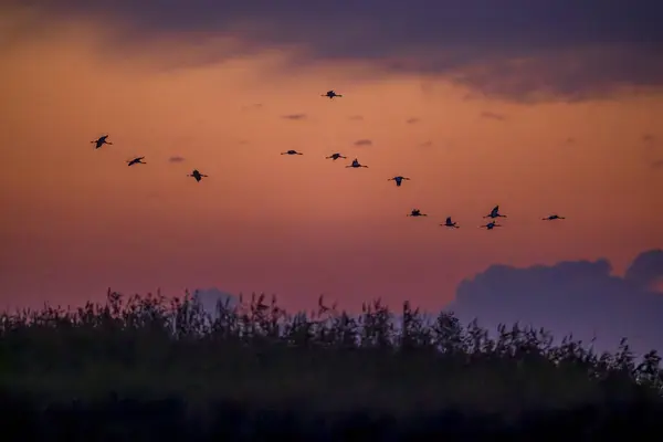 Stado Ptaków Żuraw Pospolity Migracja Parku Narodowym Hortobagy Lista Światowego — Zdjęcie stockowe