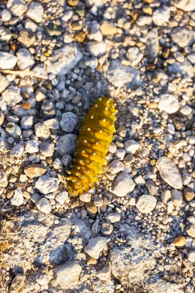 Close Caterpillar Stones — Stock Photo, Image