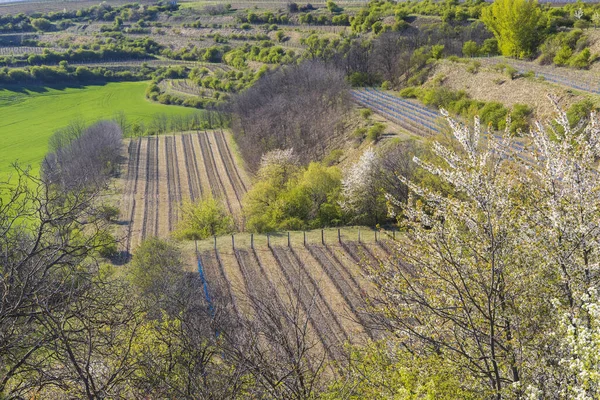 Spring Vineyard Lampelberk Znojmo Region Southern Moravia Czech Republic — Stock Photo, Image