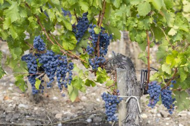 Şato Dauzac, Margaux, Medoc, Bordeaux, Aquitaine, Fransa yakınlarındaki şarap bağları