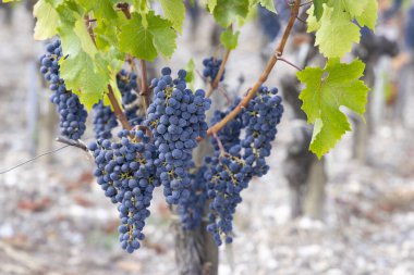 Cabernet Sauvignon üzümleri Bordeaux, Fransa 'da en kaliteli şarapları üretmek için