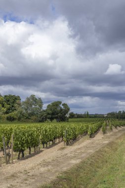 Pomerol, Aquitaine, Fransa yakınlarındaki tipik üzüm bağları