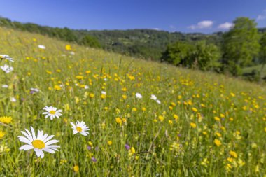 Stary Hrozenkov, Güney Moravya, Çek Cumhuriyeti yakınlarındaki Beyaz Karpatlar 'daki Tipik Bahar manzarası