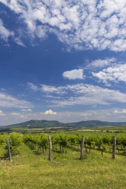 Palava altındaki üzüm bağları, Güney Moravya, Çek Cumhuriyeti