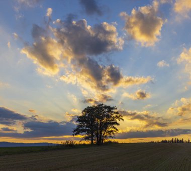 Doğa koruma alanı Broumovske steny, doğu Bohemya, Çek Cumhuriyeti
