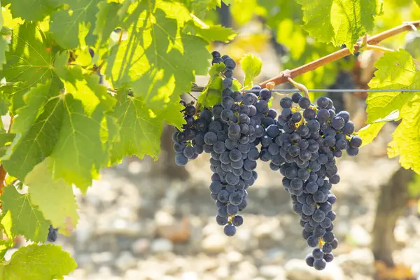 Vineyards Cabernet Sauvignon Chateau Dauzac Margaux Medoc Bordeaux Aquitaine France — Stock Photo, Image