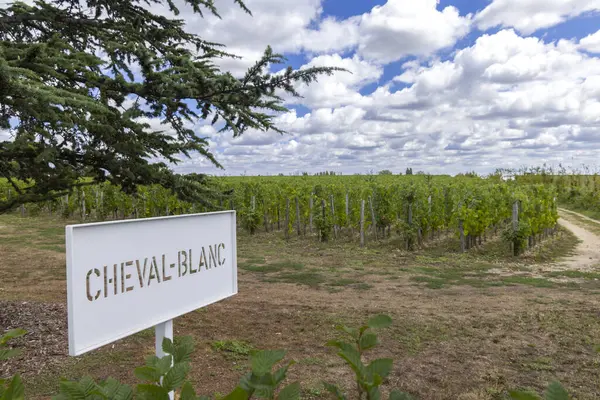 Typiske Vingårder 1Er Grand Cru Classe Nær Chateau Cheval Blanc – stockfoto