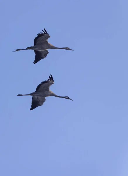 Kuş Sürüsü Common Crane Hortobagy Ulusal Parkı Unesco Dünya Mirası — Stok fotoğraf