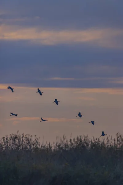 Gregge Uccelli Gru Comune Migrazione Nel Parco Nazionale Hortobagy Patrimonio — Foto Stock