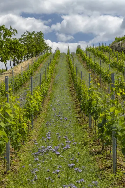 Виноградники Фловерами Рядом Cejkovice Южная Моравия Чехия — стоковое фото