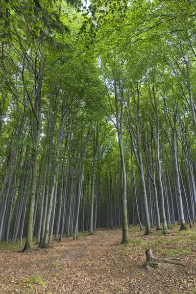 Beyaz Karpatlar 'daki Bahar Kayın Ormanı, Güney Moravya, Çek Cumhuriyeti