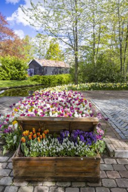Keukenhof flower garden - largest tulip park in world, Lisse, Netherlands