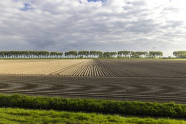 Spring view of potato field just after planting, Netherlands