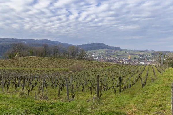 Vineyards Arbois Town Department Jura Franche Comte France — Stock Photo, Image