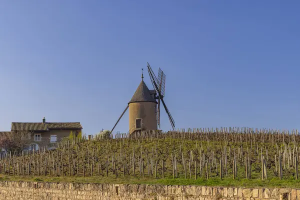 Spring Vineyards Chenas Windmill Beaujolais Burgundy France — Stock Photo, Image