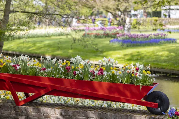 Keukenhof Blumengarten Größter Tulpenpark Der Welt Lisse Niederlande — Stockfoto