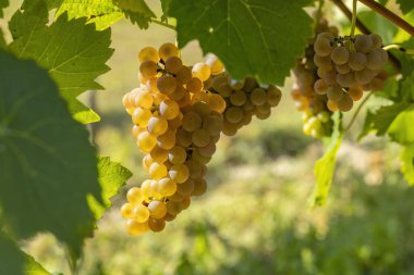 Güney Moravya, Çek Cumhuriyeti, Cejkovice yakınlarında Hibernal ile üzüm bağı