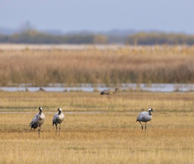 Kuş sürüsü, Common Crane, Hortobagy Ulusal Parkı, UNESCO Dünya Mirası Alanı, Puszta Avrupa, Macaristan 'daki en büyük çayır ve bozkır ekosistemlerinden biridir.