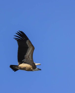 Fransa 'nın Provence kentindeki Verdon Nehri Kanyonu' nda (Verdon Gorge) Griffon akbabası