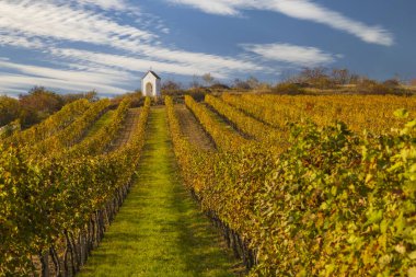 Hnanice yakınlarındaki üzüm bağları ve süvariler, Znojmo bölgesi, Güney Moravya, Çek Cumhuriyeti