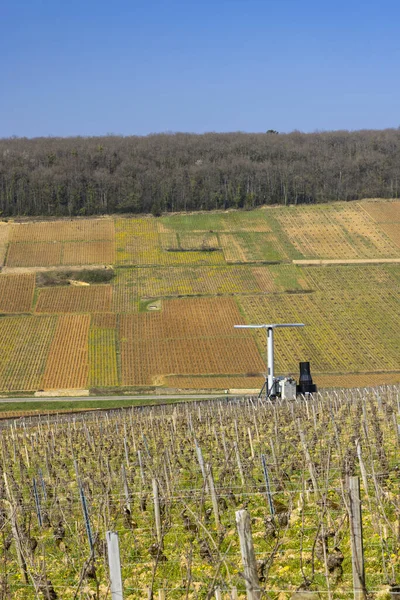 Vroege Lente Wijngaarden Bij Aloxe Corton Bourgogne Frankrijk — Stockfoto