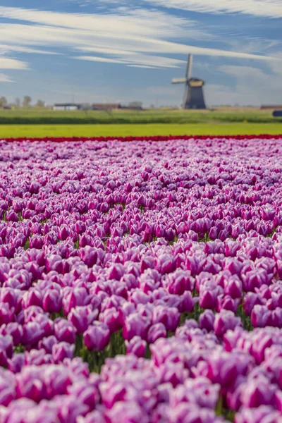 Field Tulips Ondermolen Windmill Alkmaar Netherlands — Zdjęcie stockowe