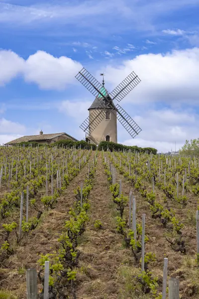 Väderkvarn Moulin Vent Romaneche Thorins Chenas Beaujolais Saone Loire Bourgogne — Stockfoto