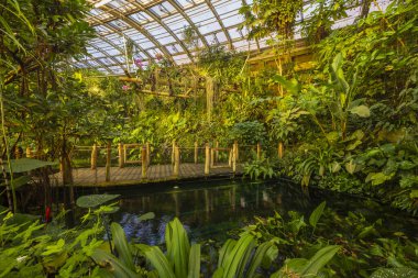 Tropik sera, botanik bahçesi, Prag, Çek Cumhuriyeti