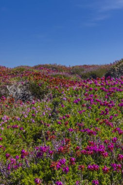 Cap de la Chevre, Crozon, Brittany, Fransa 'da manzara
