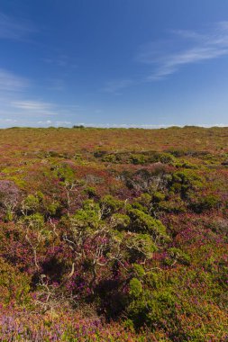 Cap de la Chevre, Crozon, Brittany, Fransa 'da manzara