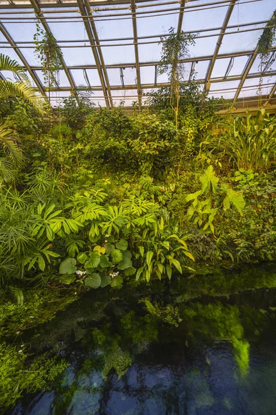 Invernadero Tropical Jardín Botánico Praga República Checa —  Fotos de Stock