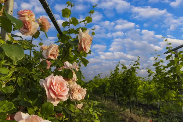 Landscape Vineyards Slovacko Southern Moravia Czech Republic — Stock Photo, Image