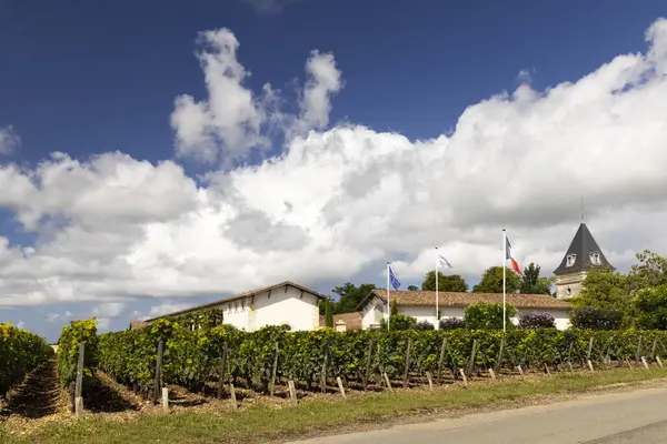 Typische Wijngaarden Bij Chateau Tronquoy Saint Estephe Bordeaux Aquitaine Frankrijk — Stockfoto