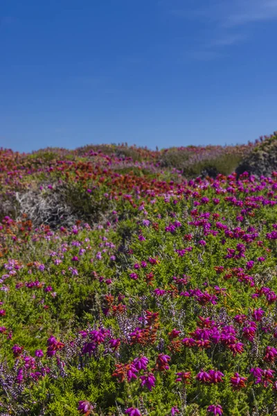 Cap de la Chevre, Crozon, Brittany, Fransa 'da manzara