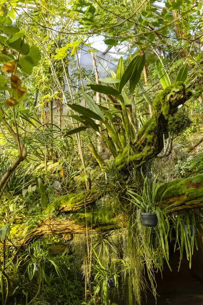 Tropisches Gewächshaus Botanischer Garten Prag Tschechische Republik — Stockfoto