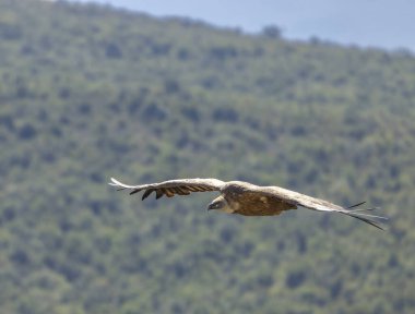 Fransa 'nın Provence kentindeki Verdon Nehri Kanyonu' nda (Verdon Gorge) Griffon akbabası