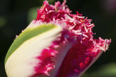 Macro shot of tulip with water drops, Keukenhof flower garden, Lisse, Netherlands