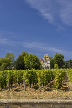 Aloxe-Corton yakınlarındaki tipik üzüm bağları, Cote de Nuits, Burgundy, Fransa