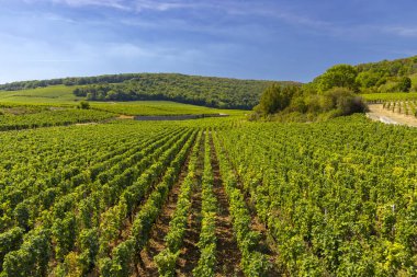 Clos de Vougeot, Cote de Nuits, Burgundy, Fransa yakınlarındaki tipik üzüm bağları