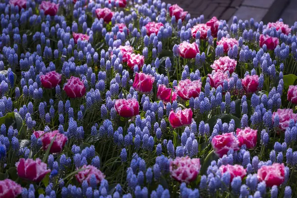 Keukenhof Jardín Flores Parque Tulipanes Más Grande Del Mundo Lisse — Foto de Stock