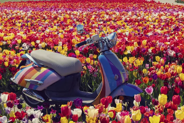 Поле Тюльпанов Мотоциклом Рядом Кеукенхофом Нидерланды — стоковое фото