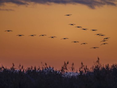 Kuş sürüsü, Common Crane, Hortobagy Ulusal Parkı, UNESCO Dünya Mirası Alanı, Puszta Avrupa, Macaristan 'daki en büyük çayır ve bozkır ekosistemlerinden biridir.